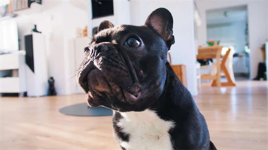 犬の伏せトレーニング｜家から外出先まで完全マスターする7つのコツ