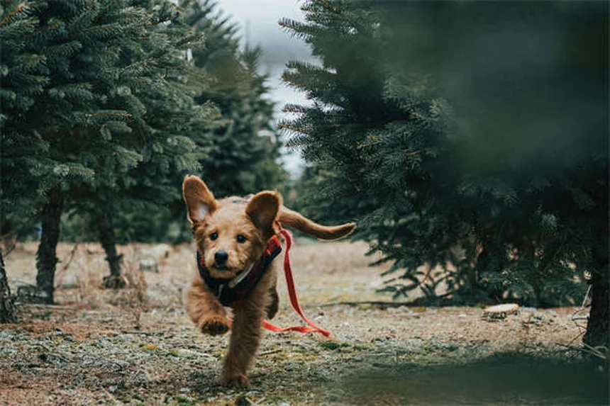 犬猫の不整脈治療に効果的なソタロールの使い方【獣医師解説】