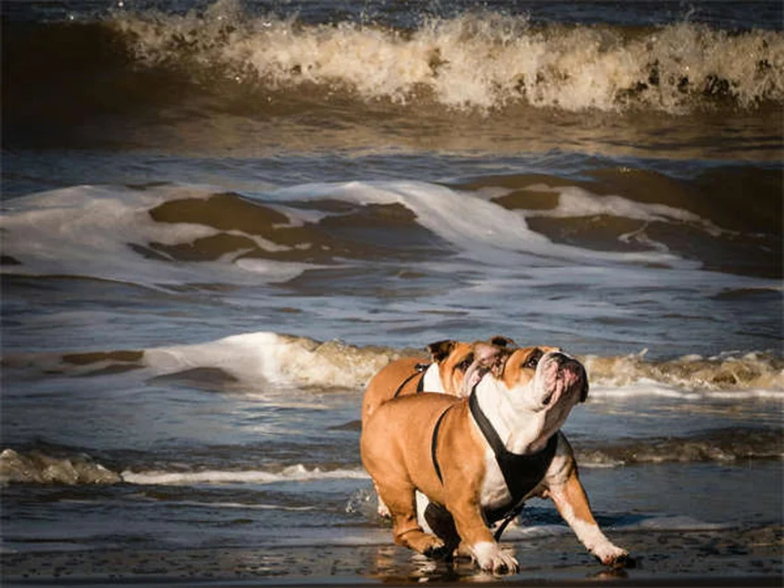 犬猫の不整脈治療に効果的なソタロールの使い方【獣医師解説】