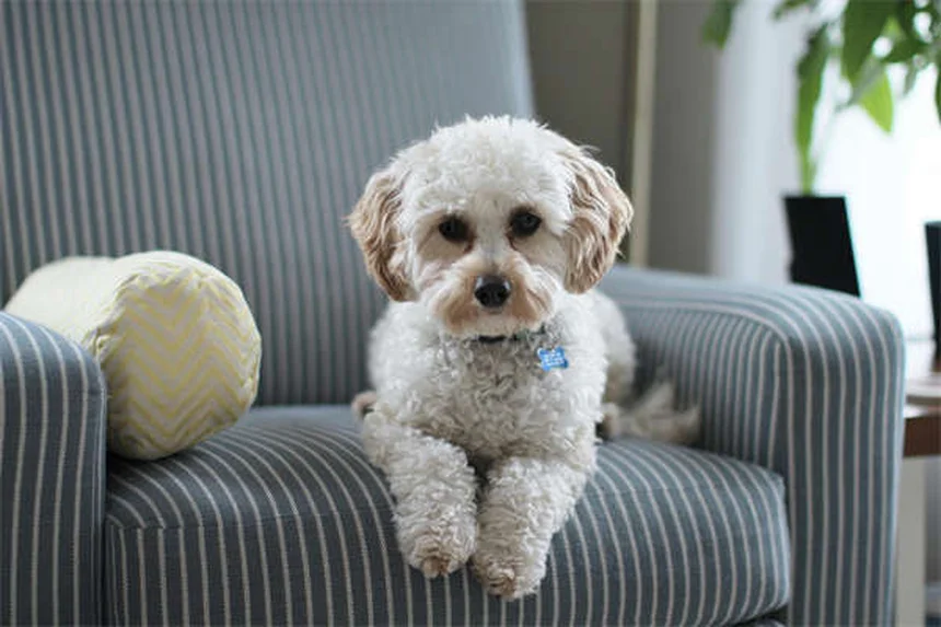 犬猫の不整脈治療に効果的なソタロールの使い方【獣医師解説】