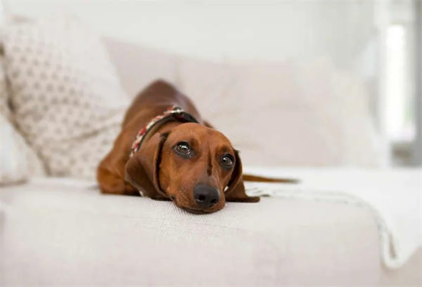 犬のポドデルマティティスとは？症状・原因・治療法を徹底解説
