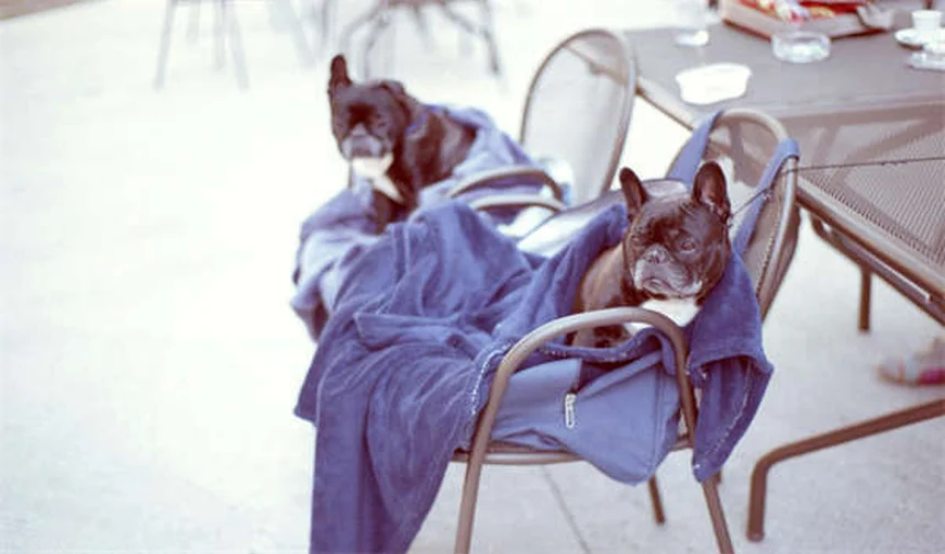 保護犬・猫の里親になる前に知っておきたい7つのポイント