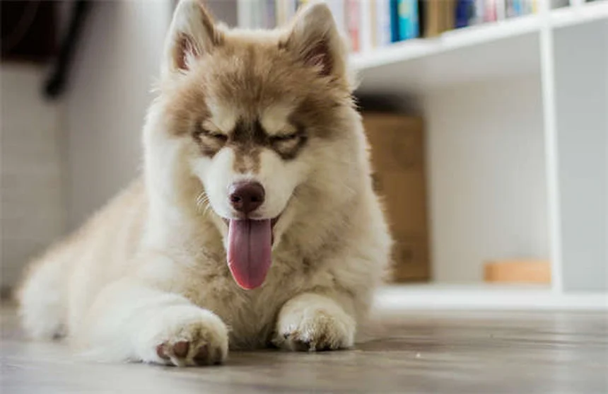 保護犬・猫の里親になる前に知っておきたい7つのポイント