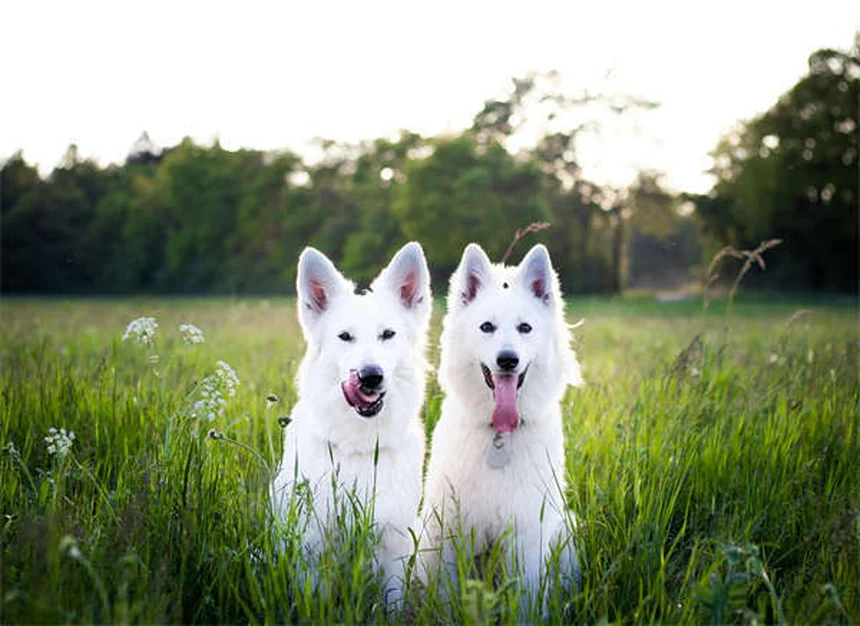 テオフィリンの効果と副作用｜犬・猫の咳や喘息に効くお薬の全知識