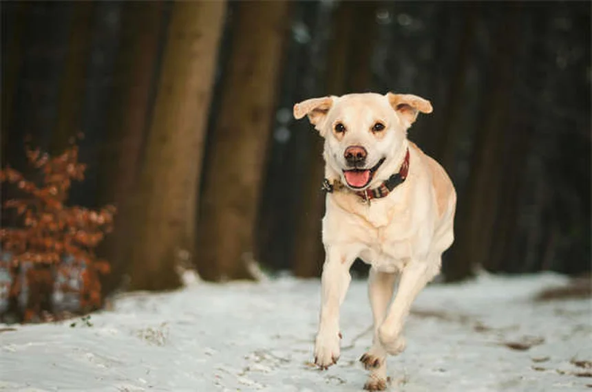 テオフィリンの効果と副作用｜犬・猫の咳や喘息に効くお薬の全知識