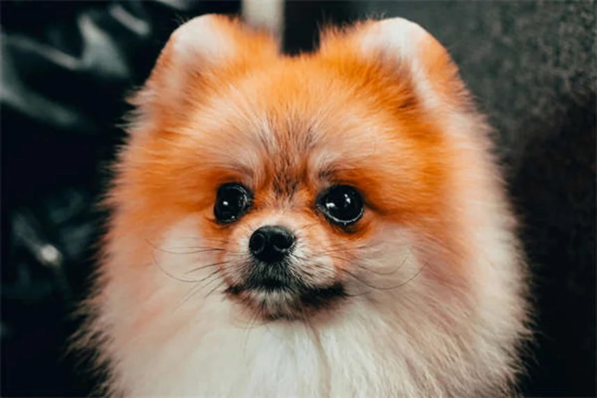 犬が蜂に刺された時の症状と対処法【獣医師が解説】