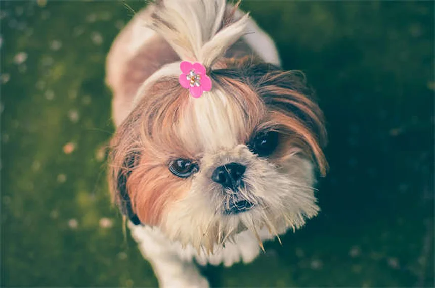 犬が蜂に刺された時の症状と対処法【獣医師が解説】