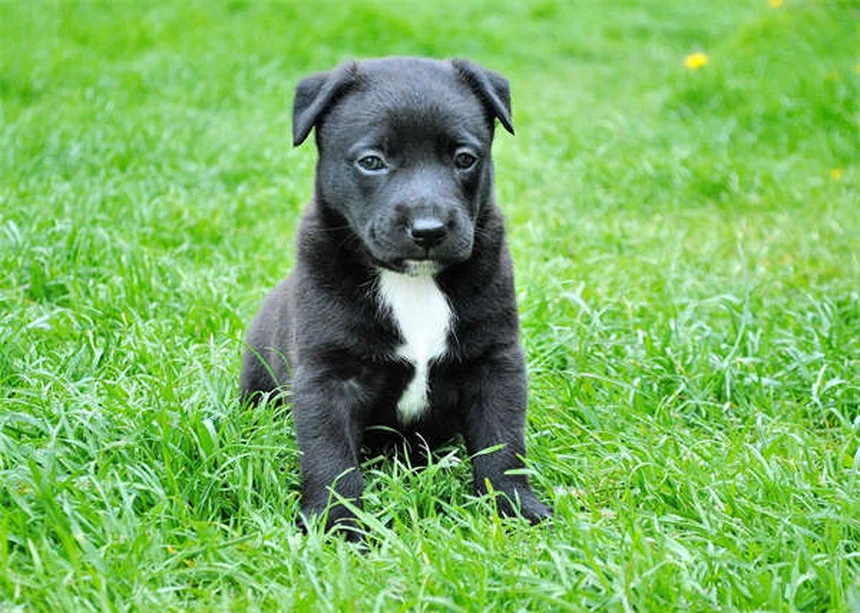 犬が蜂に刺された時の症状と対処法【獣医師が解説】