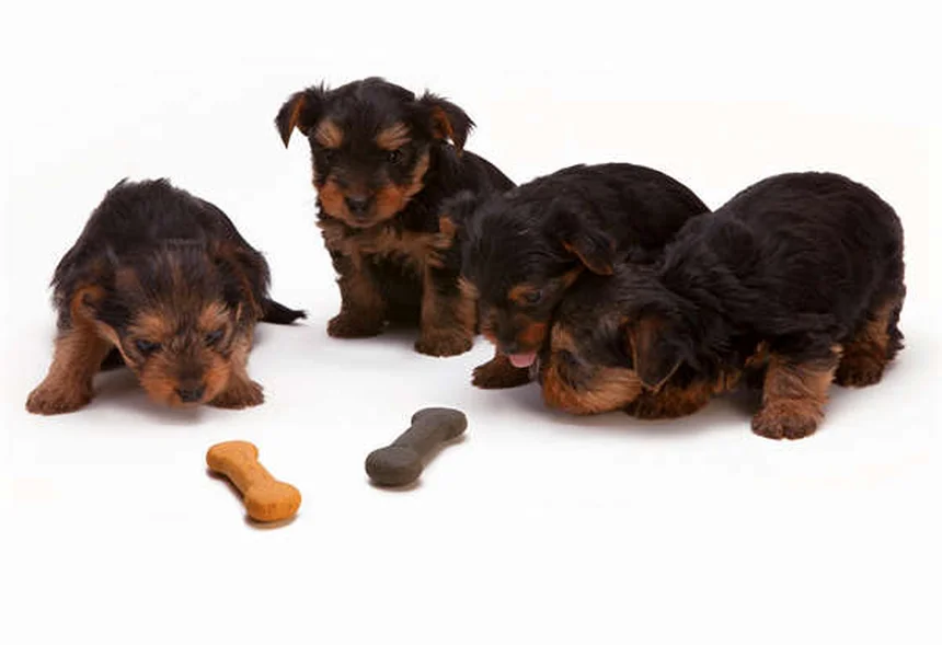 子犬の嘔吐と下痢の原因と対処法｜獣医師に相談すべきタイミング