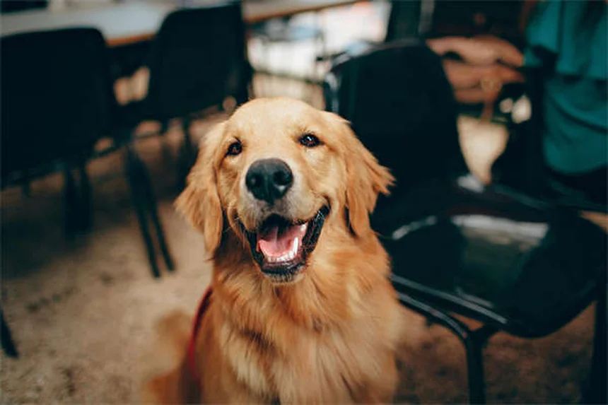 子犬の嘔吐と下痢の原因と対処法｜獣医師に相談すべきタイミング