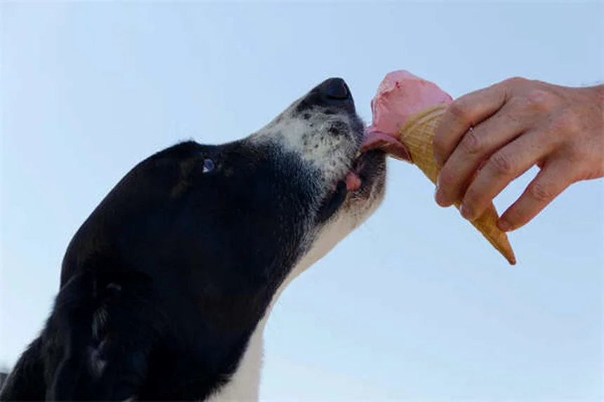 成犬のトイレトレーニング｜クレートを使った効果的な方法