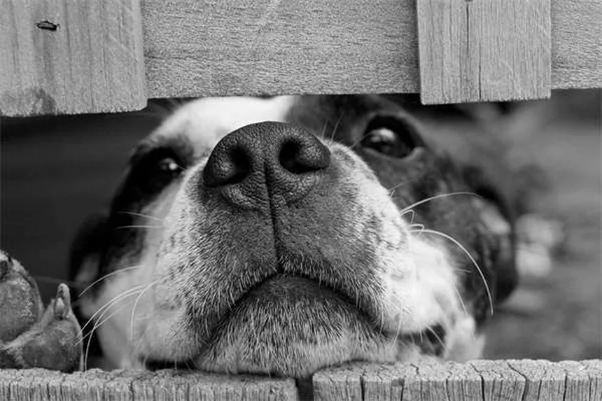 犬のルポイド爪異栄養症とは？症状と治療法を徹底解説