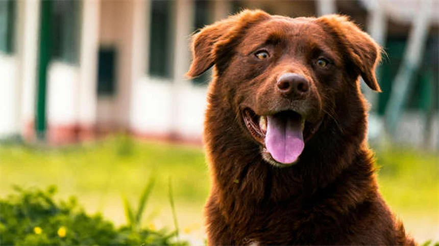 ペットのストレスサインを見極める方法【犬と猫の違いも解説】