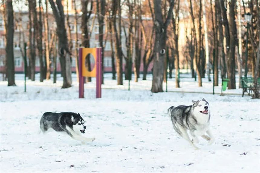 犬が震える10の理由と対処法｜愛犬のボディランゲージを解説