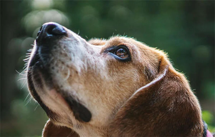 犬が震える10の理由と対処法｜愛犬のボディランゲージを解説