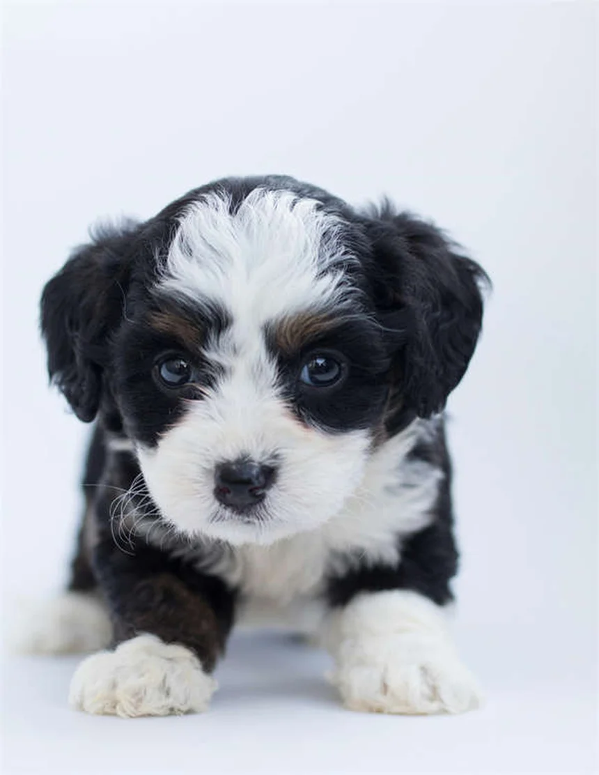 犬の抜け毛対策｜正常な量から異常な抜け毛の見分け方