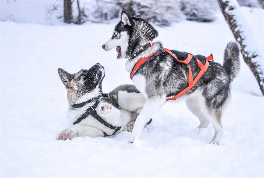 ウサギの狂犬病とは？症状・予防法を獣医が解説