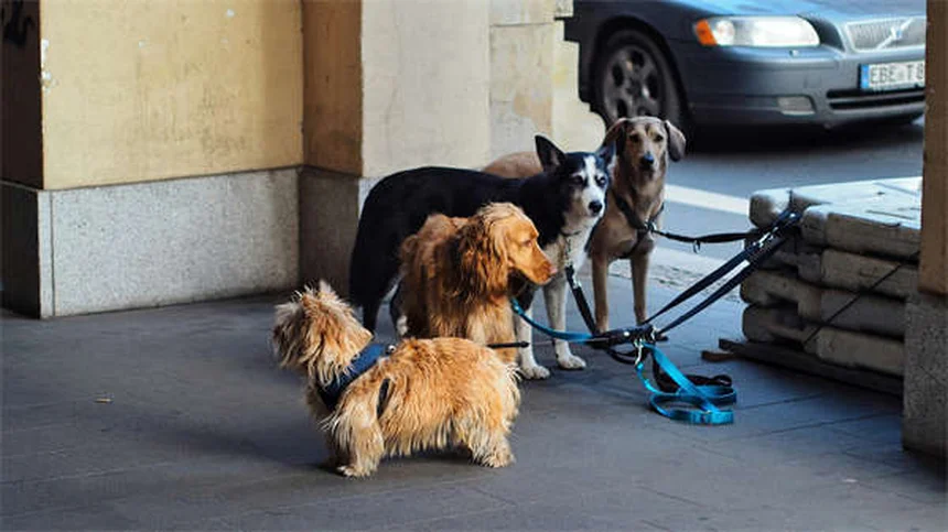 犬の体重減少が心配？原因と対処法を獣医が解説