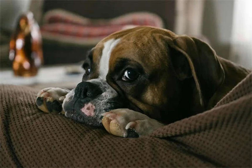 犬の体重減少が心配？原因と対処法を獣医が解説