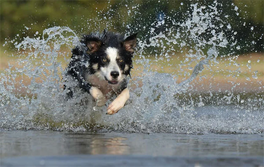 犬が掃除機を怖がる理由と対処法｜獣医師が教える7日間トレーニング