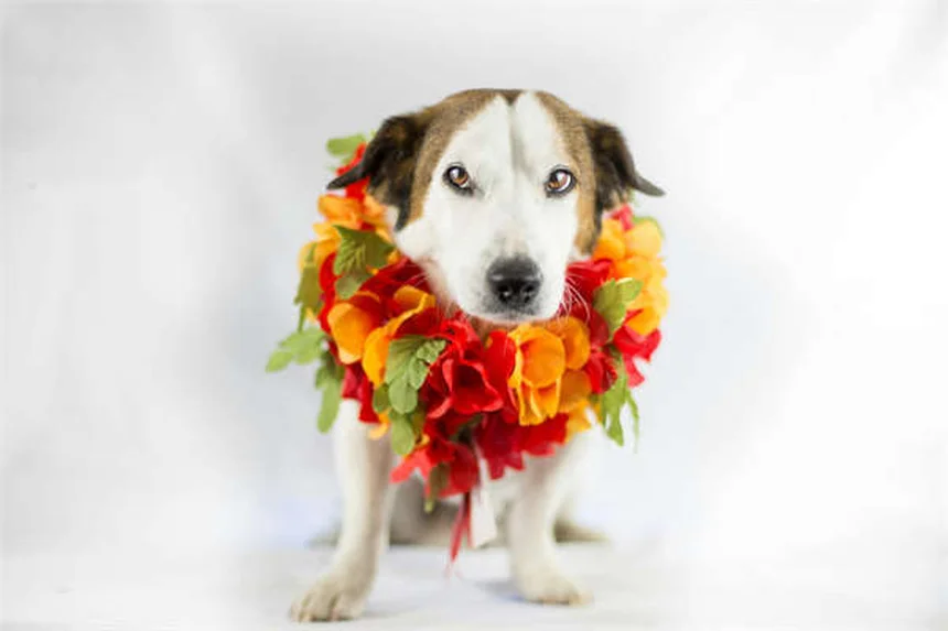 馬の炭疽病とは？症状・予防法を獣医が解説